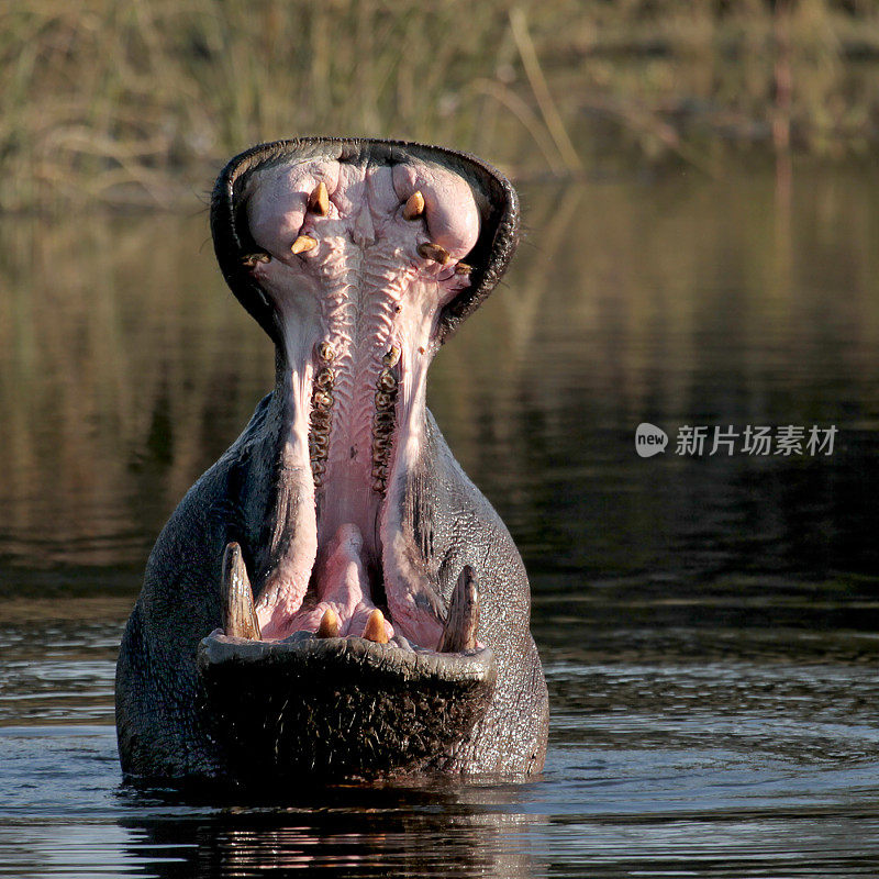 Yawning adult Hippopotamus showing tusks and inside mouth; square format